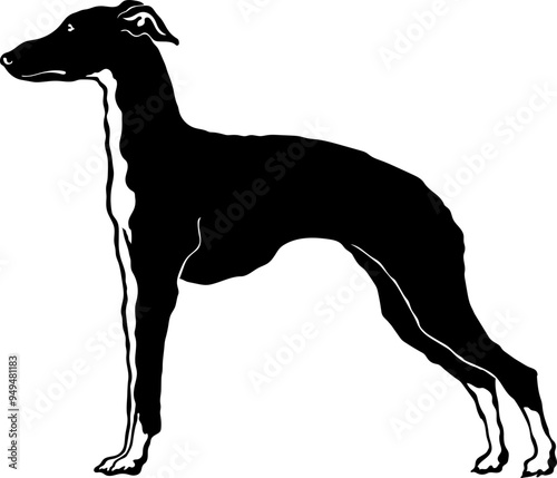 Italian Greyhound