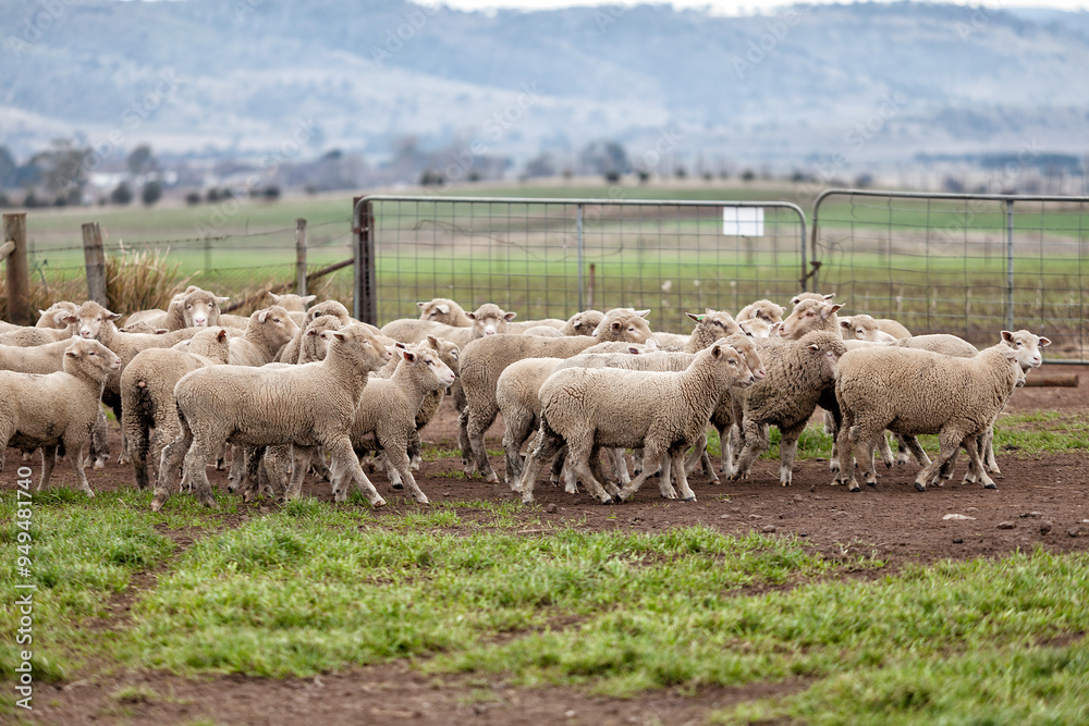 Obraz premium Sheep in Paddock