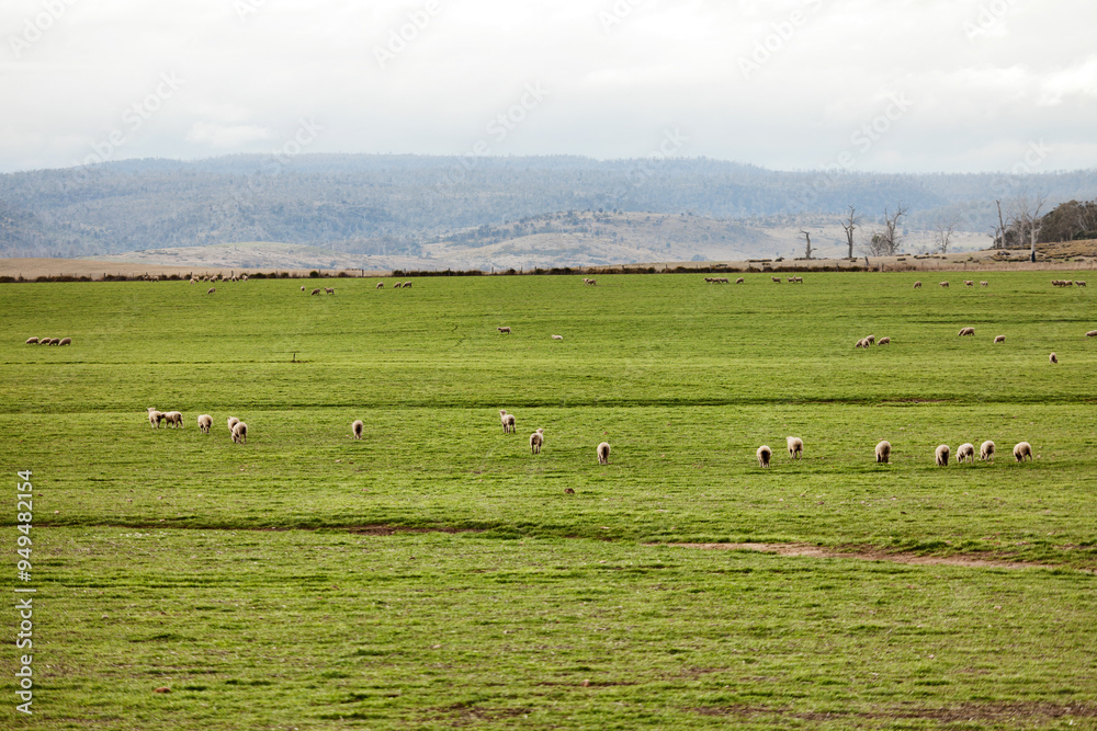 Herd of sheep in a paddock, southern Tasmania, Australia Herd of sheep in a paddock, southern Tasmania, Australia