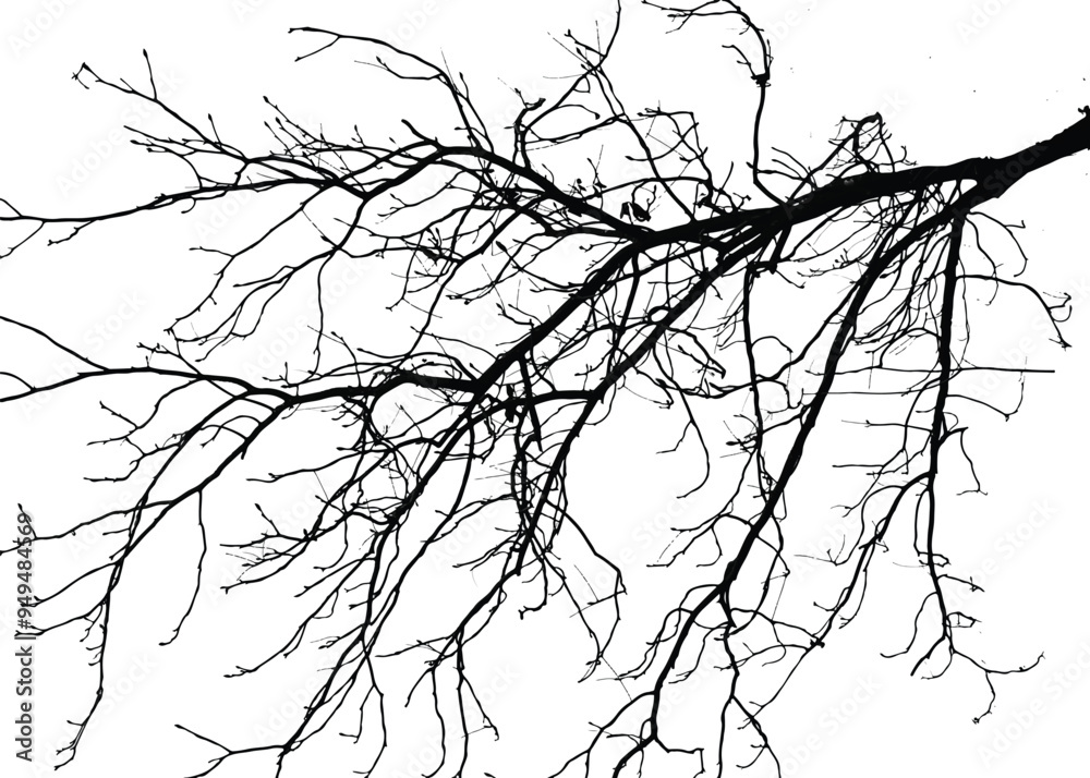 Fototapeta premium Silhouettes of branche of tree isolated on white. Vector illustration 