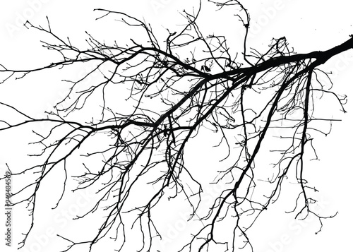 Silhouettes of branche of tree isolated on white. Vector illustration

