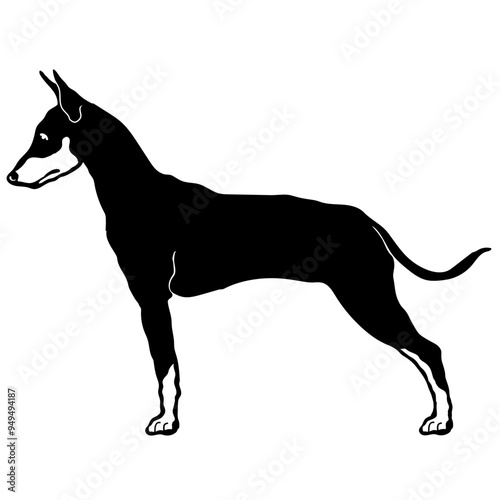 Manchester Terrier