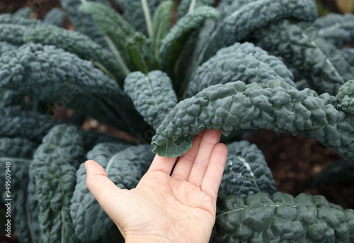 Lacinato kale plant growing on defocused plant. Gardener or farmer inspecting leaf with hand. Superfood vegetable harvest. Dinosaur Kale, Tuscan Kale, Cavolo Nero or Brassica oleracea. Selective focus photo