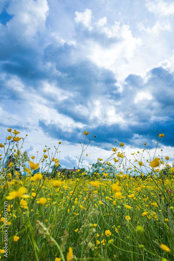 Brassica napus or rapeseed, flower or plant to make oil out. Field of colorful yellow rapeseed on a dark blue cloudy sky. Oil harvesting from plants Brassica napus or rapeseed, flower or plant to make oil out. Field of colorful yellow rapeseed on a dark blue cloudy sky. Oil harvesting from plants