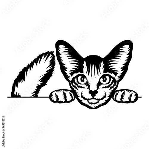 Abyssinian Cat