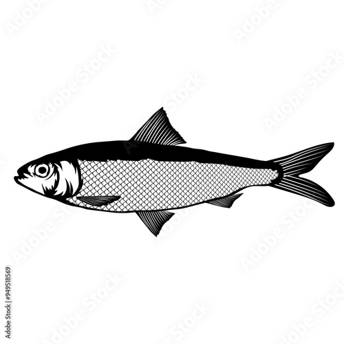 Alabama Shad  Fish