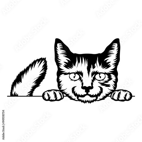 American Wirehair Cat