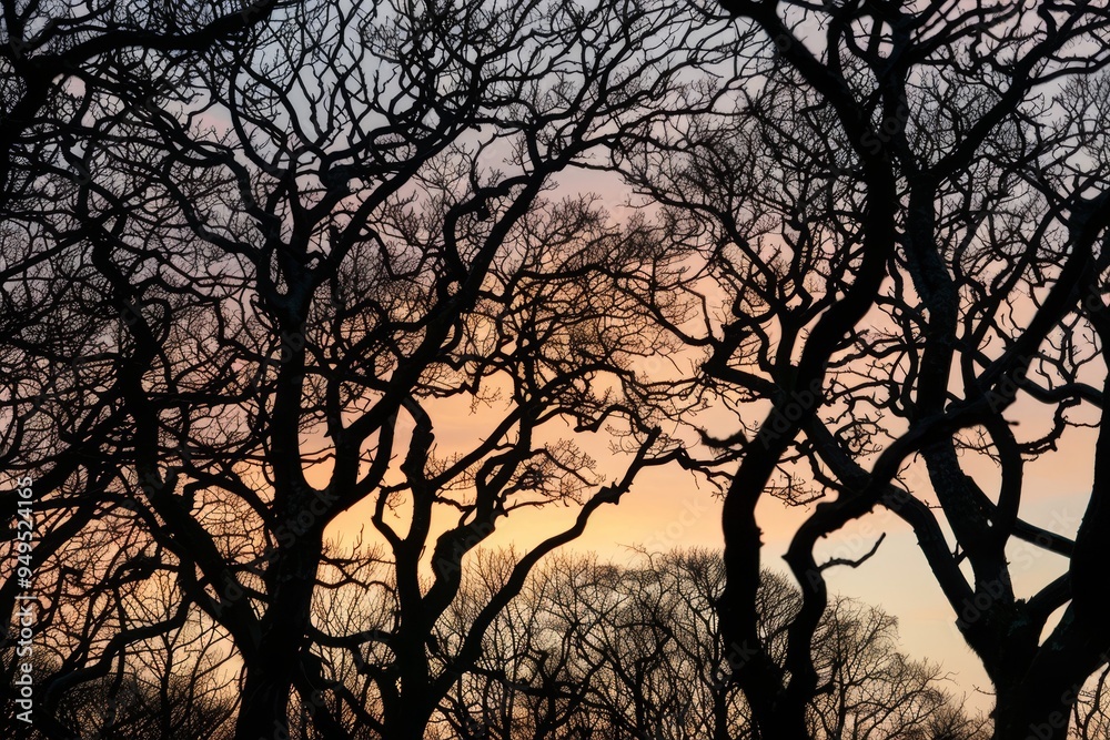 Silhouettes of trees standing in the grass against a dusky sky, Silhouettes of trees against a dusky sky, their branches reaching towards the fading light Silhouettes of trees standing in the grass against a dusky sky, Silhouettes of trees against a dusky sky, their branches reaching towards the fading light