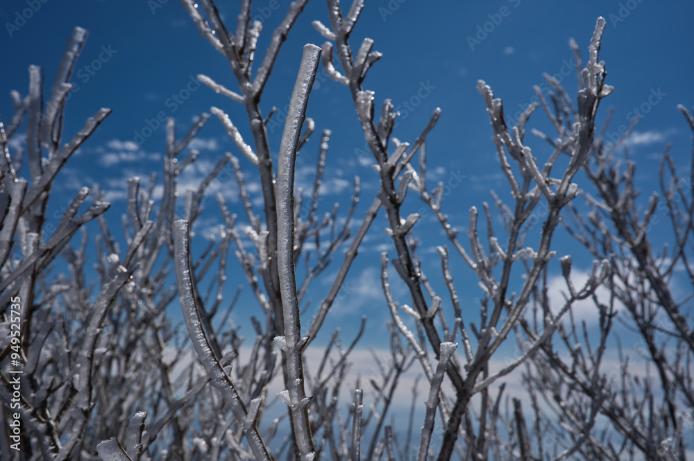 冬, 雪, 木, 自然, 寒い, 霜, ブランチ, こおり, フリーズ, 青, 空, 植える, 白, 季節, とても寒い, とぶ, フリーズ, 森, 小枝, 花, 霜, クリスマス, ブランチ, 雪に覆われた, 太陽光 冬, 雪, 木, 自然, 寒い, 霜, ブランチ, こおり, フリーズ, 青, 空, 植える, 白, 季節, とても寒い, とぶ, フリーズ, 森, 小枝, 花, 霜, クリスマス, ブランチ, 雪に覆われた, 太陽光