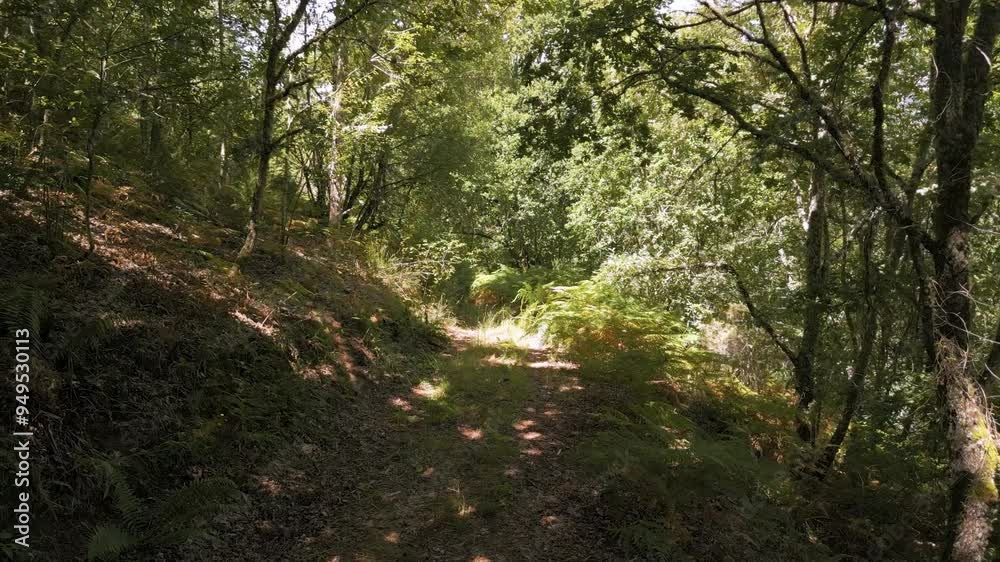 Pathways On The Savage Forest Near Castro Caldelas In Galicia, Spain. Dolly Shot Pathways On The Savage Forest Near Castro Caldelas In Galicia, Spain. Dolly Shot