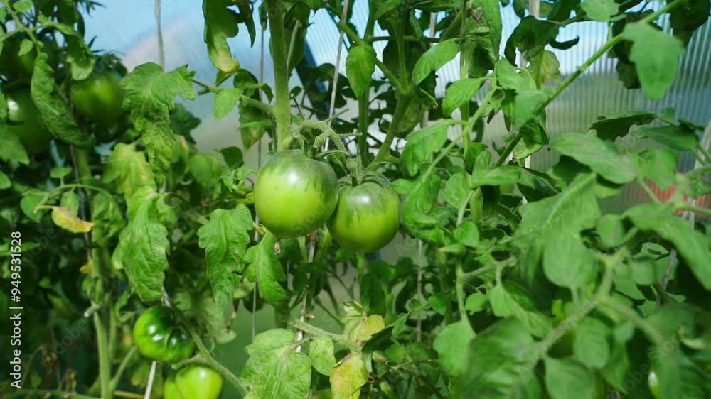 Green tomatoes growing in a greenhouse, close-up. Smooth camera parallax Green tomatoes growing in a greenhouse, close-up. Smooth camera parallax