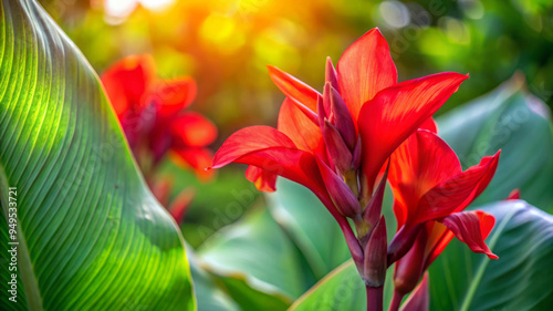 Red Canna Lily Flower With Green Leaves And Blurred Background. photo