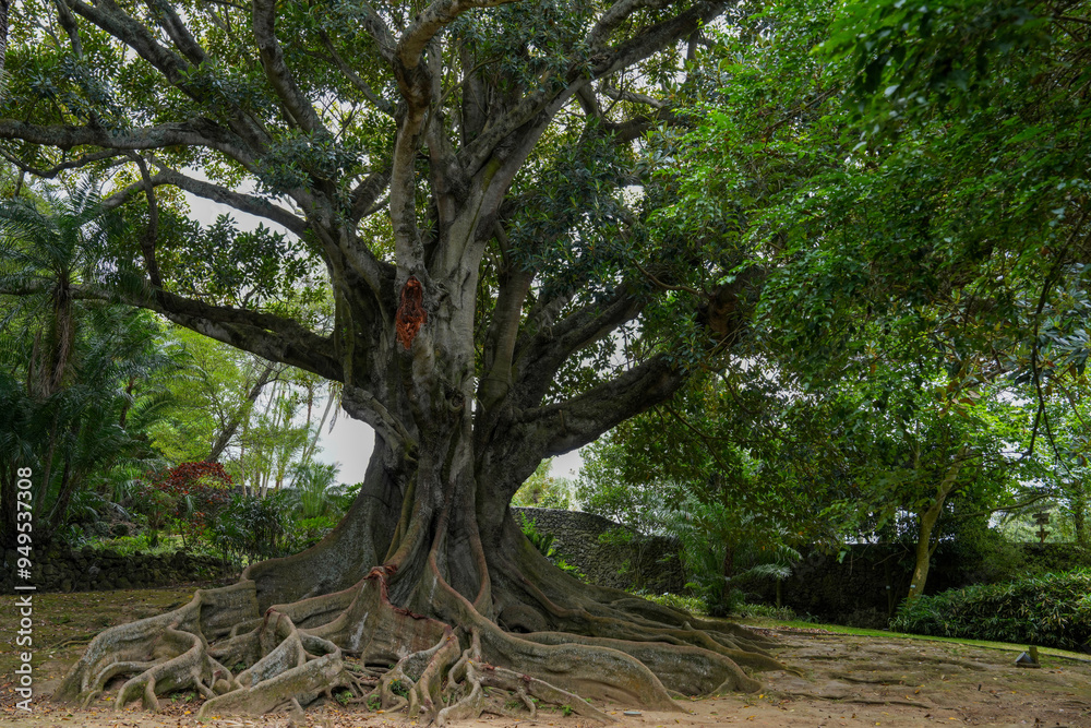 Mächtiger alter Baum im Park