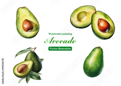 Watercolor painting avocados on white background