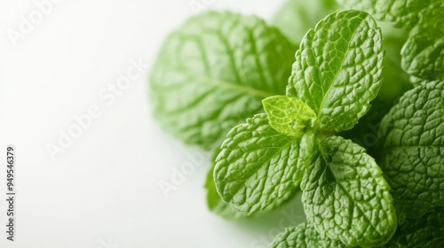 Fresh mint close up on white backgroundFresh mint close up on white background photo