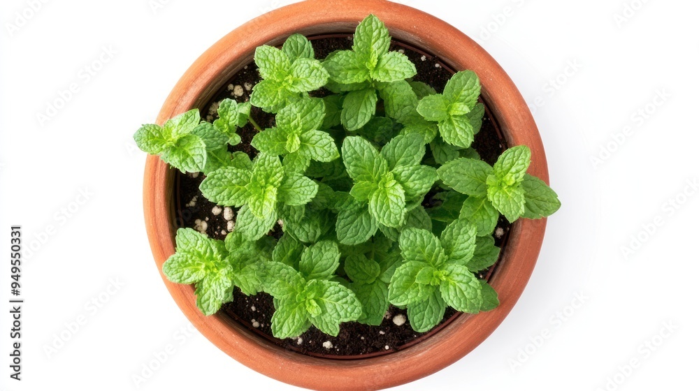 A terracotta pot filled with healthy green mint plants viewed from above, isolated on a white background, showcasing vibrant foliage. A terracotta pot filled with healthy green mint plants viewed from above, isolated on a white background, showcasing vibrant foliage.