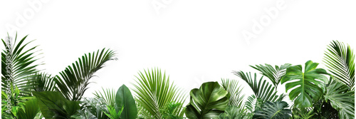 Lush Tropical Foliage Isolated on Transparent Background, Perfect for Botanical Illustrations