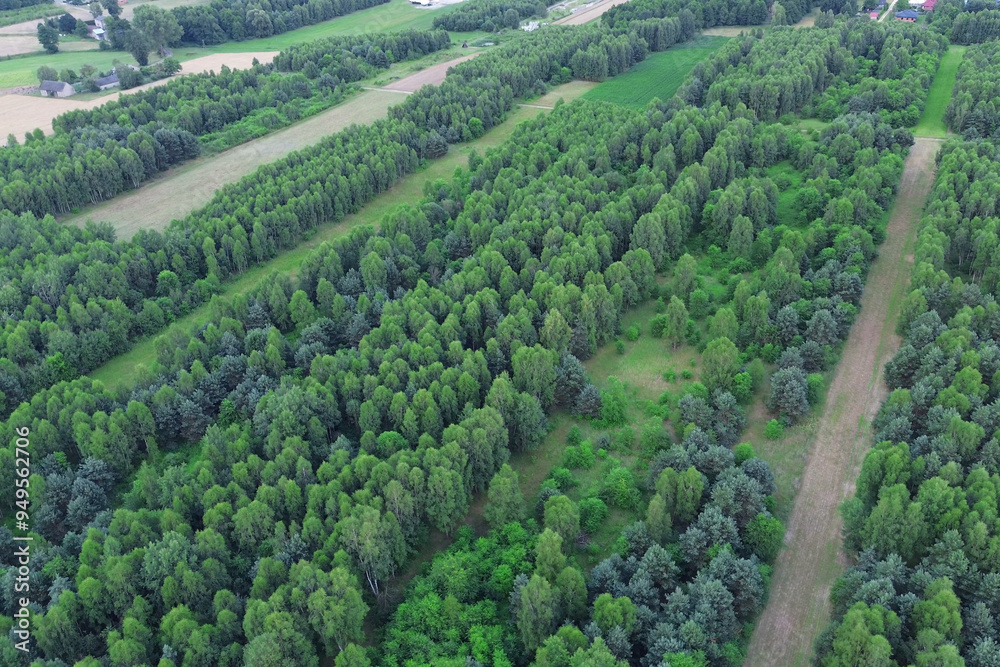 Naklejka premium Top-down view of forest canopy