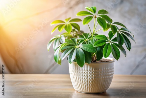 Green Umbrella Plant In White Pot On Wooden Table With Sunlight