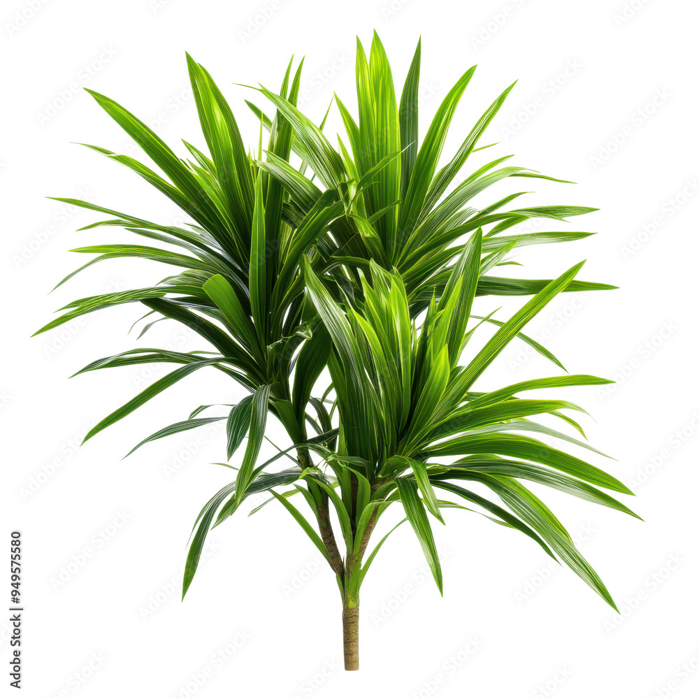 Vibrant Dracaena Plant Isolated on Transparent Background, Ideal for Adding Color to Indoor Spaces Vibrant Dracaena Plant Isolated on Transparent Background, Ideal for Adding Color to Indoor Spaces