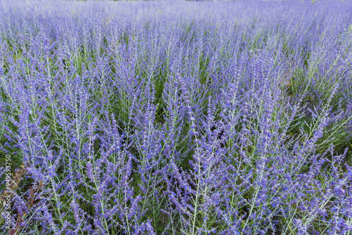 Field of the blooming Salvia yangii in sunny day photo