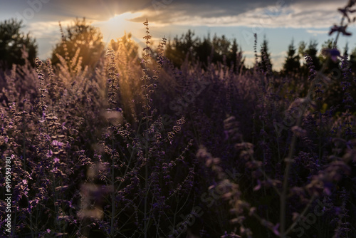 Blooming Salvia yangii on a field at summer sunset backlit photo