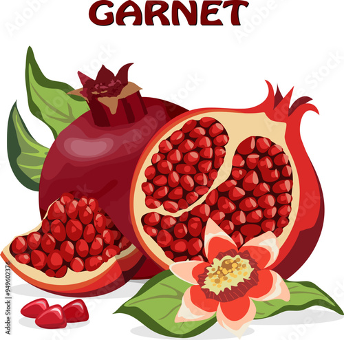 Red pomegranate in the illustration.Colored vector illustration with pomegranate and text on a transparent background.