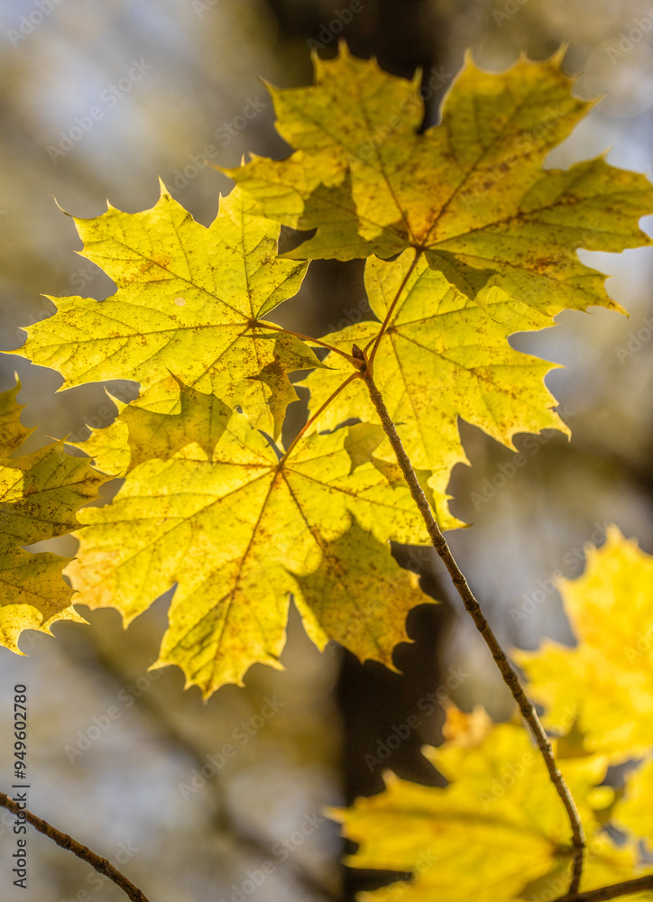 Yellow autumn leaves close-up against the sky, autumn landscape Yellow autumn leaves close-up against the sky, autumn landscape