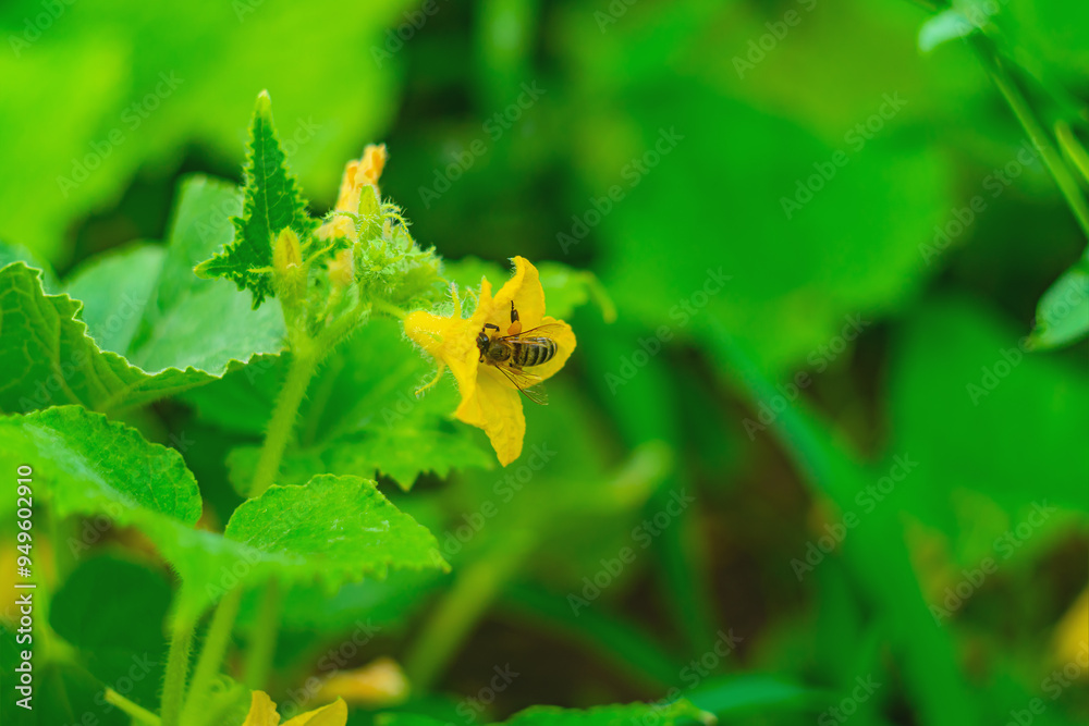 Horizontal shot of honey bee collecting pollen from yellow flower of cucumber plant on sunny summer day in vegetable garden. Process of pollination of plants, without which there will be no fruiting Horizontal shot of honey bee collecting pollen from yellow flower of cucumber plant on sunny summer day in vegetable garden. Process of pollination of plants, without which there will be no fruiting