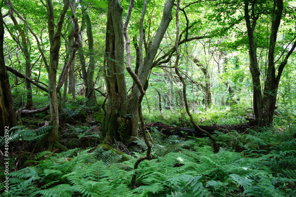 spring primeval forest with ferns and mossy old trees spring primeval forest with ferns and mossy old trees