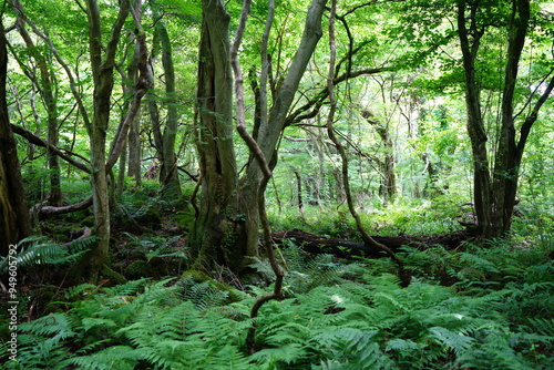 spring primeval forest with ferns and mossy old trees