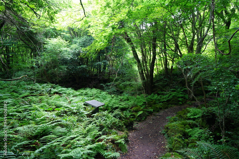 refreshing spring forest in the gleaming sunlight
refreshing spring forest in the gleaming sunlight