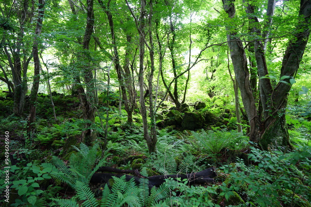 spring primeval forest with ferns and mossy old trees spring primeval forest with ferns and mossy old trees