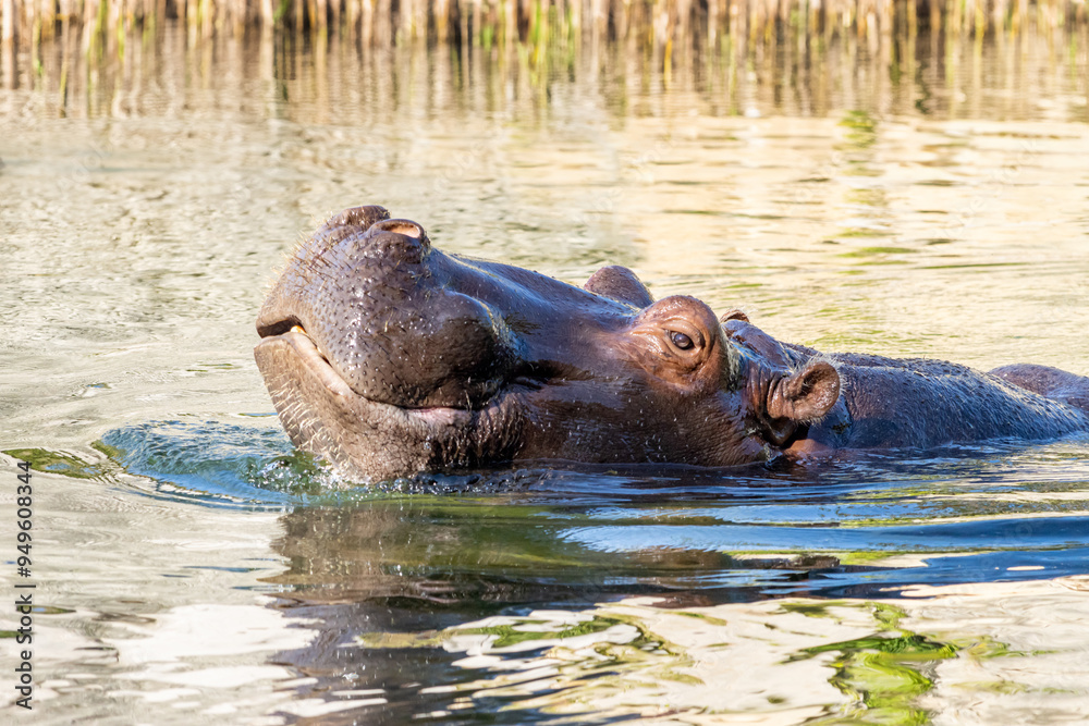 Hippo swims in water in nature Hippo swims in water in nature