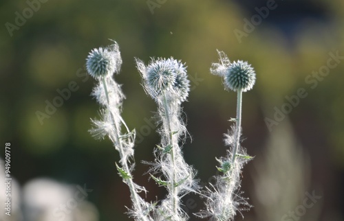 close-up of hedgehog buds covered with white fluff before flowering photo