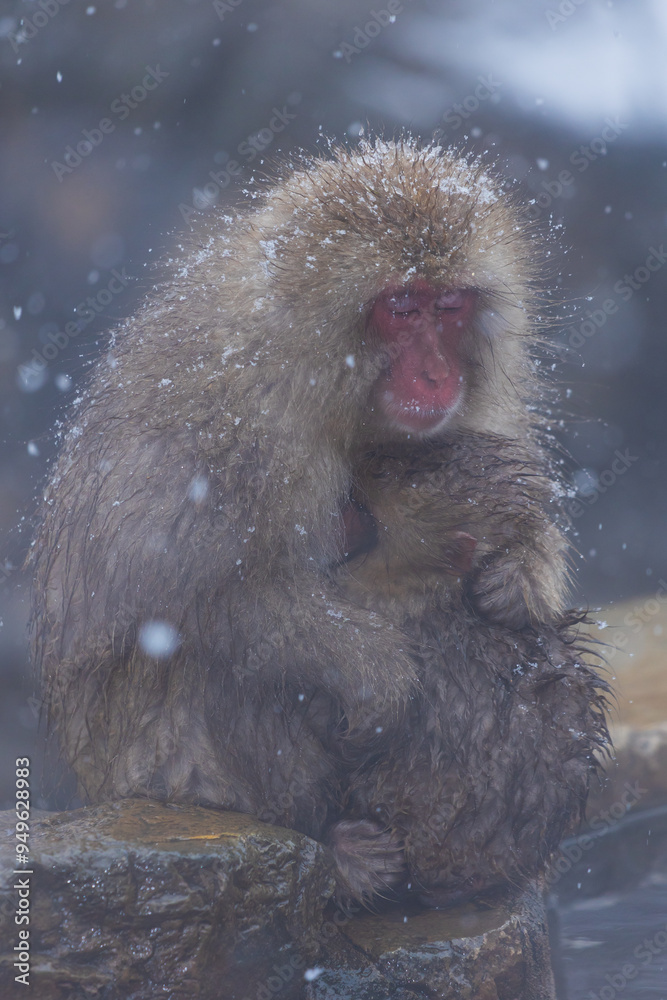 Naklejka premium 日本の風景・冬 長野県山ノ内町 地獄谷野猿公苑(スノーモンキーパーク)