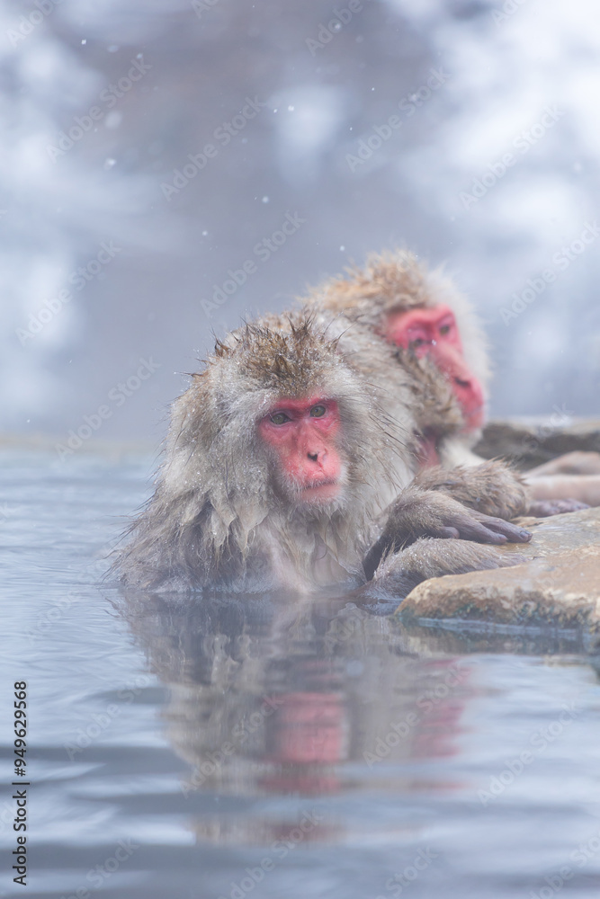Fototapeta premium 日本の風景・冬 長野県山ノ内町 地獄谷野猿公苑（スノーモンキーパーク） 