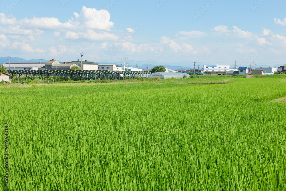 Agriculture green rice field under blue sky Agriculture green rice field under blue sky