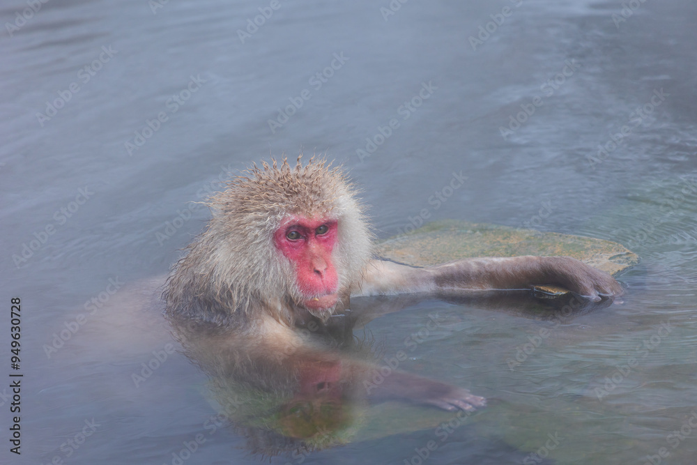 Fototapeta premium 日本の風景・冬 長野県山ノ内町 地獄谷野猿公苑（スノーモンキーパーク） 