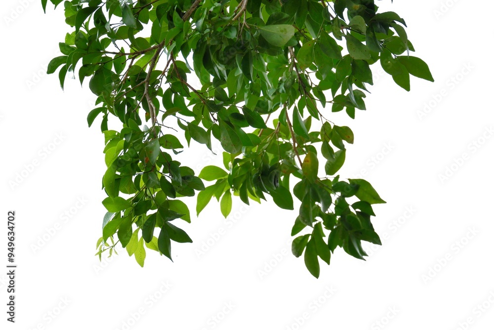 A tropical tree with leaves branches on white isolated background for green foliage backdrop A tropical tree with leaves branches on white isolated background for green foliage backdrop