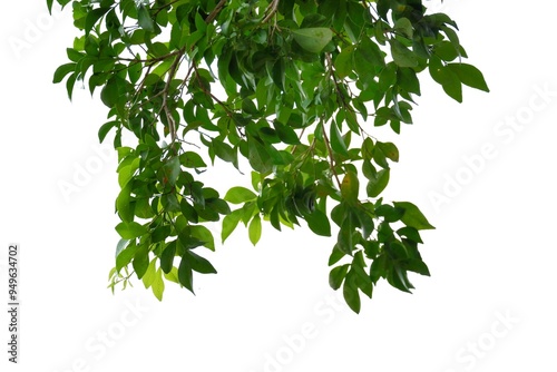 A tropical tree with leaves branches on white isolated background for green foliage backdrop 