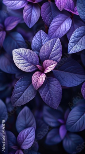 Dark purple leaves wallpaper