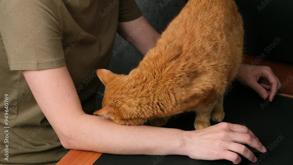 Ginger tabby cat affectionately rubbing against the arm of its owner working at a computer Ginger tabby cat affectionately rubbing against the arm of its owner working at a computer