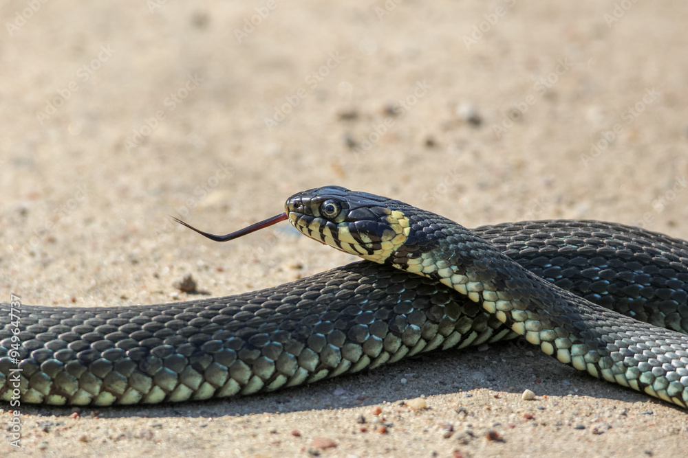 Fototapeta premium Close-Up of calm yellow-cheeked snake(Natrix natrix), sometimes called the grass snake, head resting on a sunlit sandy surface in rural outdoors, captured at eye level, horizontal