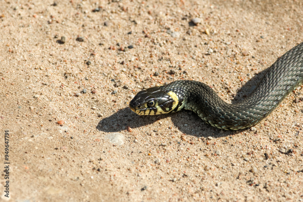 Close-Up of calm yellow-cheeked snake(Natrix natrix), sometimes called the grass snake, head resting on a sunlit sandy surface in rural outdoors, captured at eye level, horizontal Close-Up of calm yellow-cheeked snake(Natrix natrix), sometimes called the grass snake, head resting on a sunlit sandy surface in rural outdoors, captured at eye level, horizontal