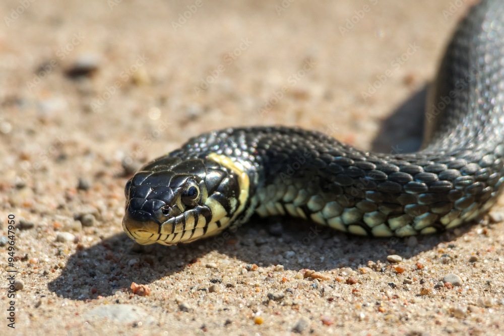 Close-Up of calm yellow-cheeked snake(Natrix natrix), sometimes called the grass snake, head resting on a sunlit sandy surface in rural outdoors, captured at eye level, horizontal Close-Up of calm yellow-cheeked snake(Natrix natrix), sometimes called the grass snake, head resting on a sunlit sandy surface in rural outdoors, captured at eye level, horizontal