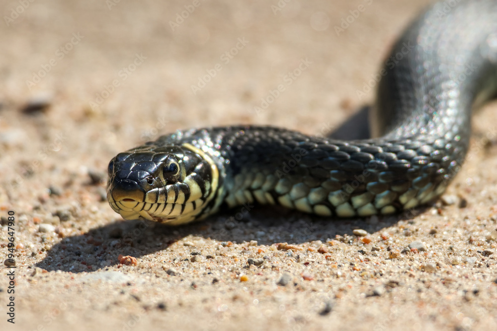 Close-Up of calm yellow-cheeked snake(Natrix natrix), sometimes called the grass snake, head resting on a sunlit sandy surface in rural outdoors, captured at eye level, horizontal Close-Up of calm yellow-cheeked snake(Natrix natrix), sometimes called the grass snake, head resting on a sunlit sandy surface in rural outdoors, captured at eye level, horizontal