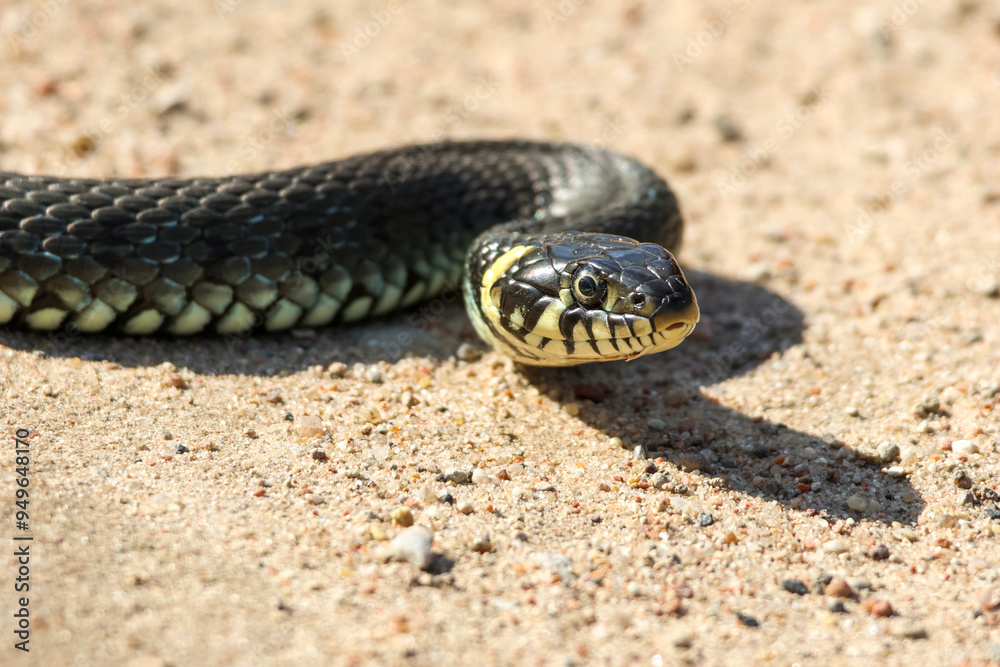 Close-Up of calm yellow-cheeked snake(Natrix natrix), sometimes called the grass snake, head resting on a sunlit sandy surface in rural outdoors, captured at eye level, horizontal Close-Up of calm yellow-cheeked snake(Natrix natrix), sometimes called the grass snake, head resting on a sunlit sandy surface in rural outdoors, captured at eye level, horizontal