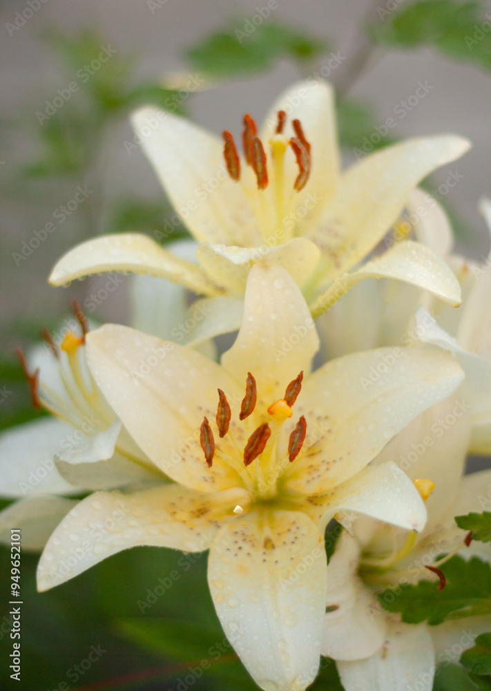 Obraz premium white lily flower