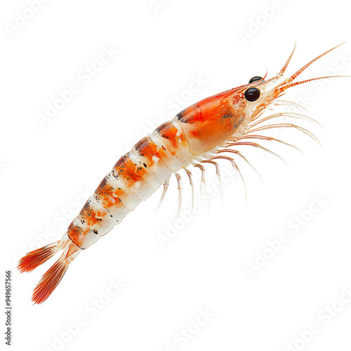 Krill placed as transparently as possible on a white backdrop.
